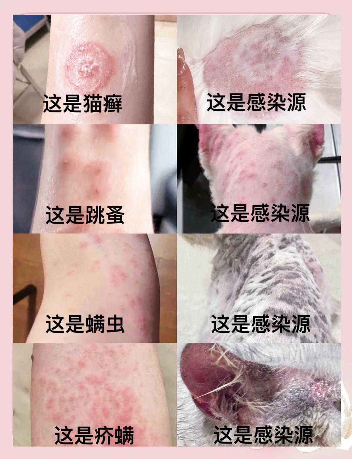 猫身上有跳蚤怎么处理,猫身上的跳蚤会传染给人吗