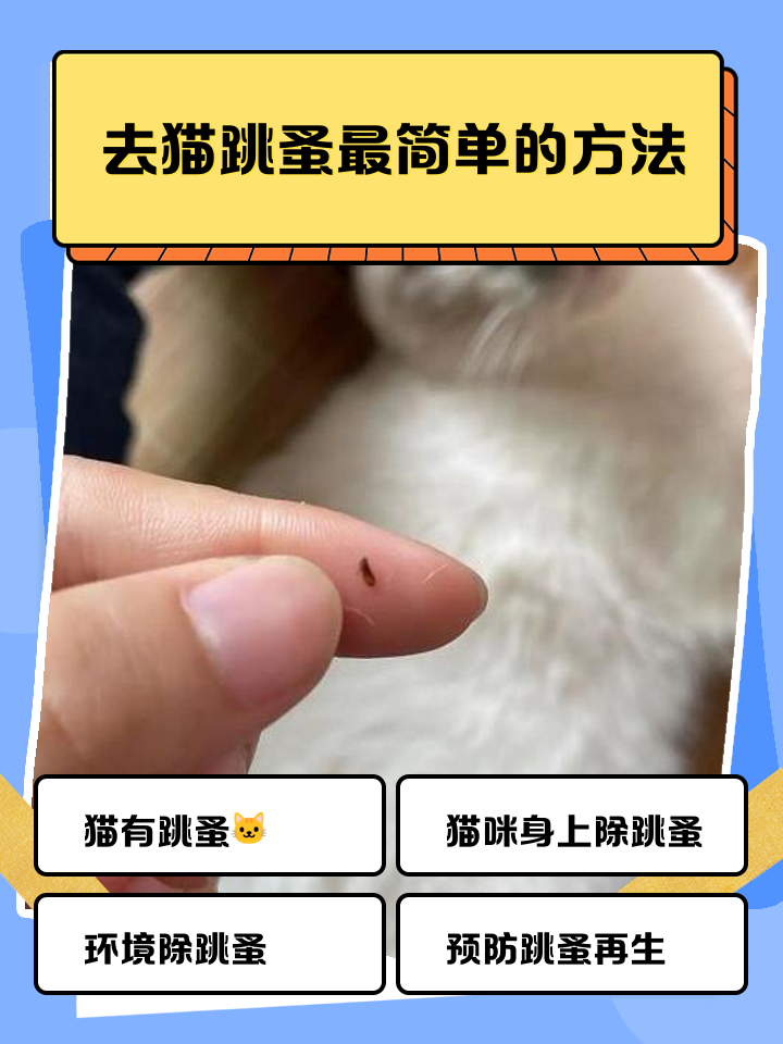 猫身上有跳蚤怎么处理,猫身上的跳蚤会传染给人吗