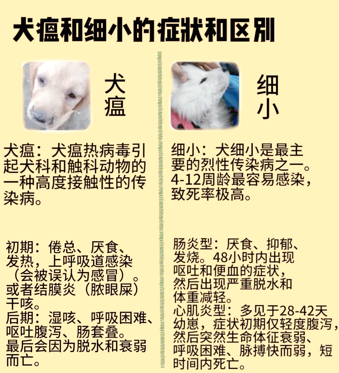 犬瘟细小,犬瘟细小还有一个是什么