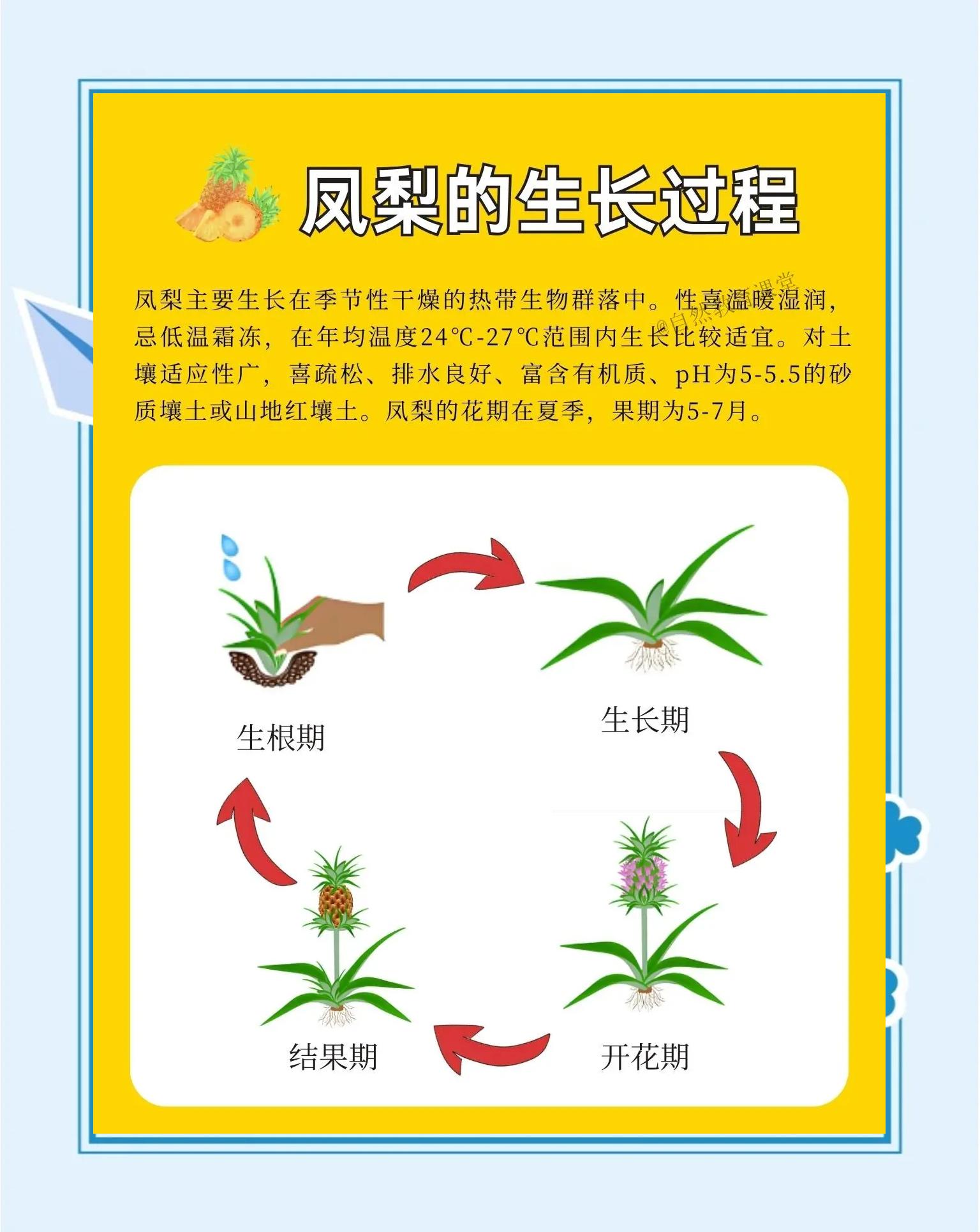 菠萝怎么种植方法,菠萝怎么栽培的种植技术