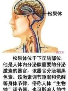 泥丸宫在什么位置,人体泥丸宫在什么位置