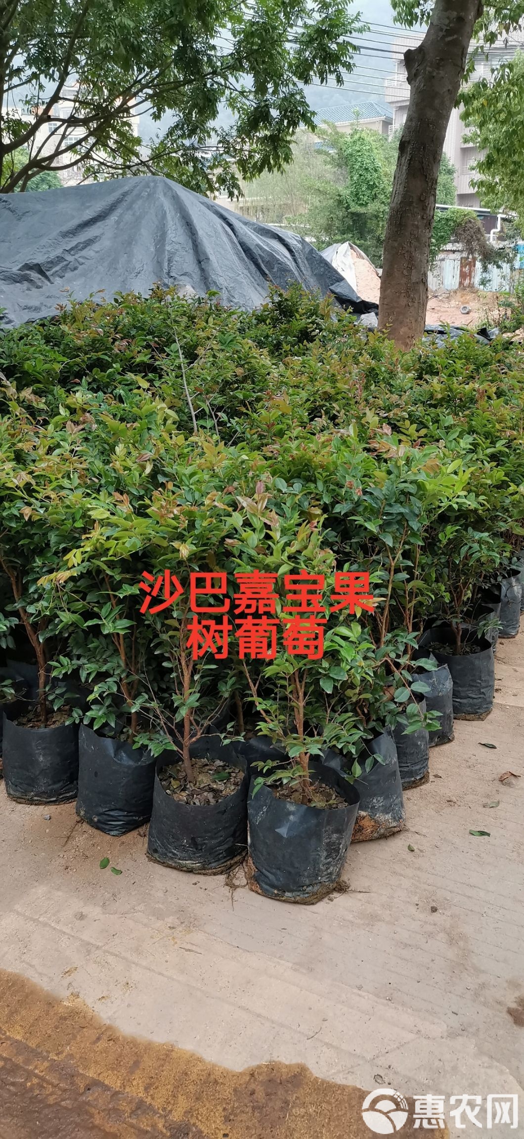 嘉宝果树4一5年苗价格,嘉宝果树苗5年苗价格佛山