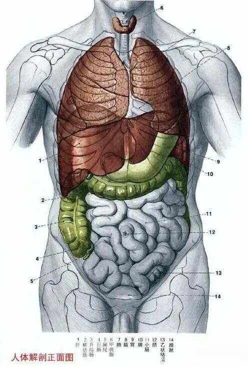 人体器官图片,人体五脏六腑图全图