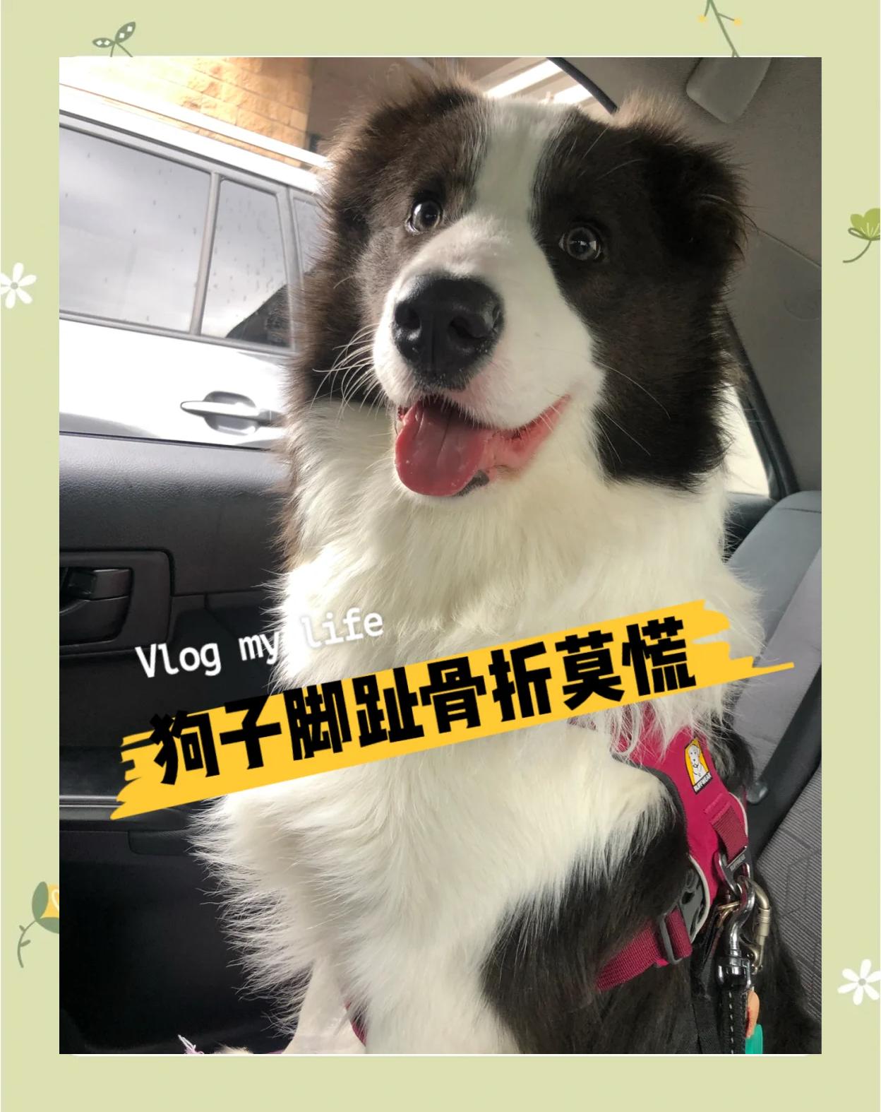狗扭伤和骨折的区别,骨折赔偿价格一览表
