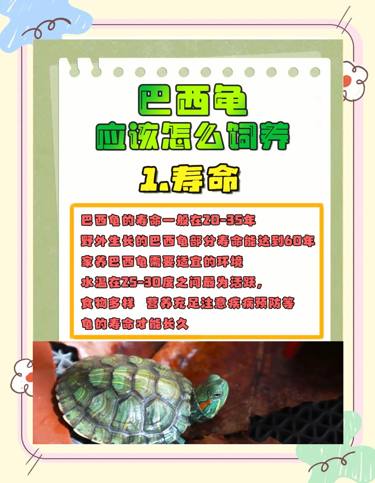 巴西龟不吃东西怎么办,为什么说巴西龟不吉利