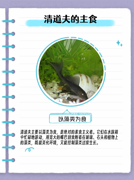 清道夫可以吃吗,为什么不建议吃清道夫