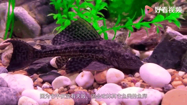清道夫可以吃吗,为什么不建议吃清道夫