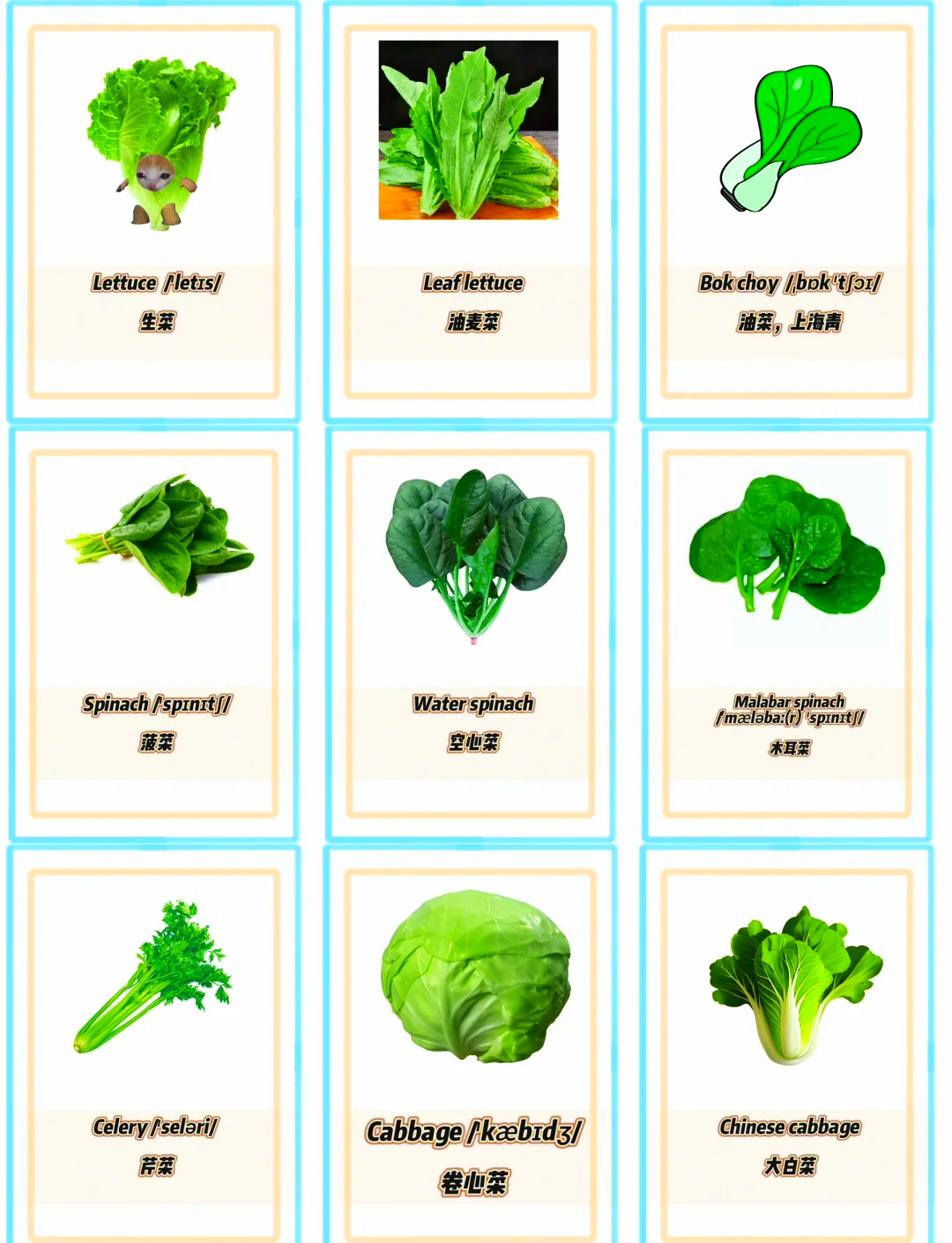 蔬菜英语单词,100种常见蔬菜英语单词