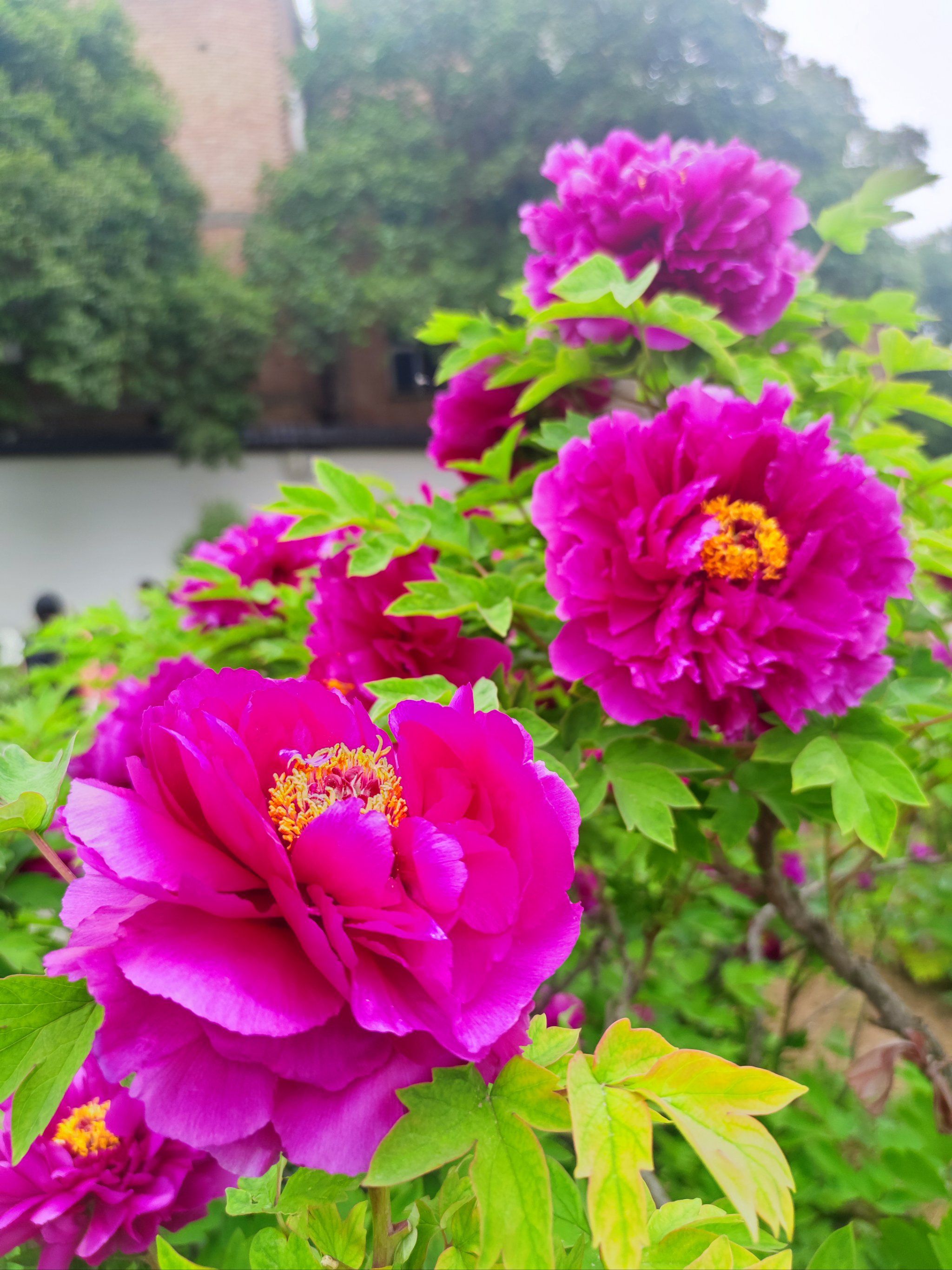 春天适合种什么花,春天适合种什么花和树