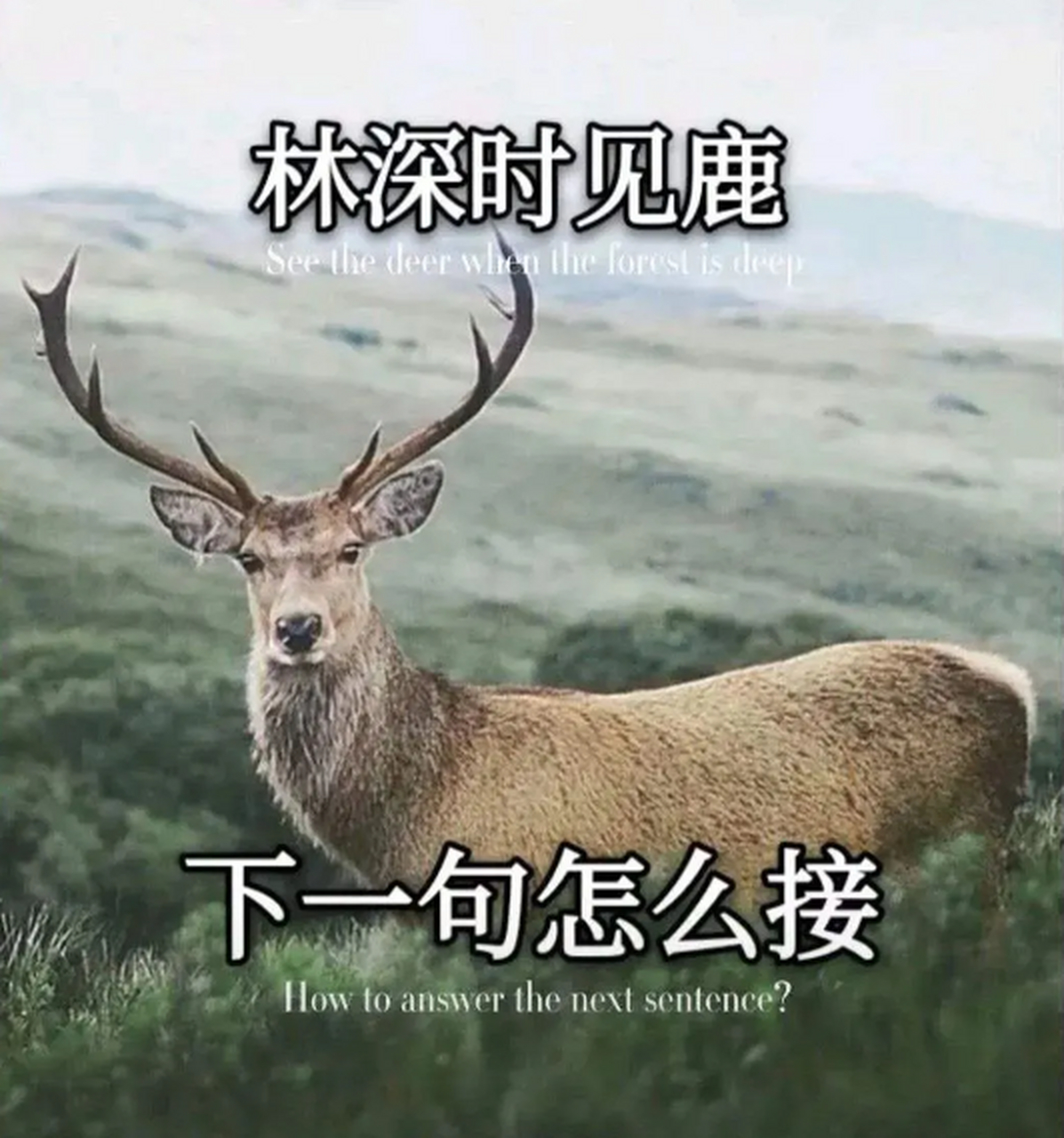 人说林深时见鹿完整版,人说 林深时见鹿