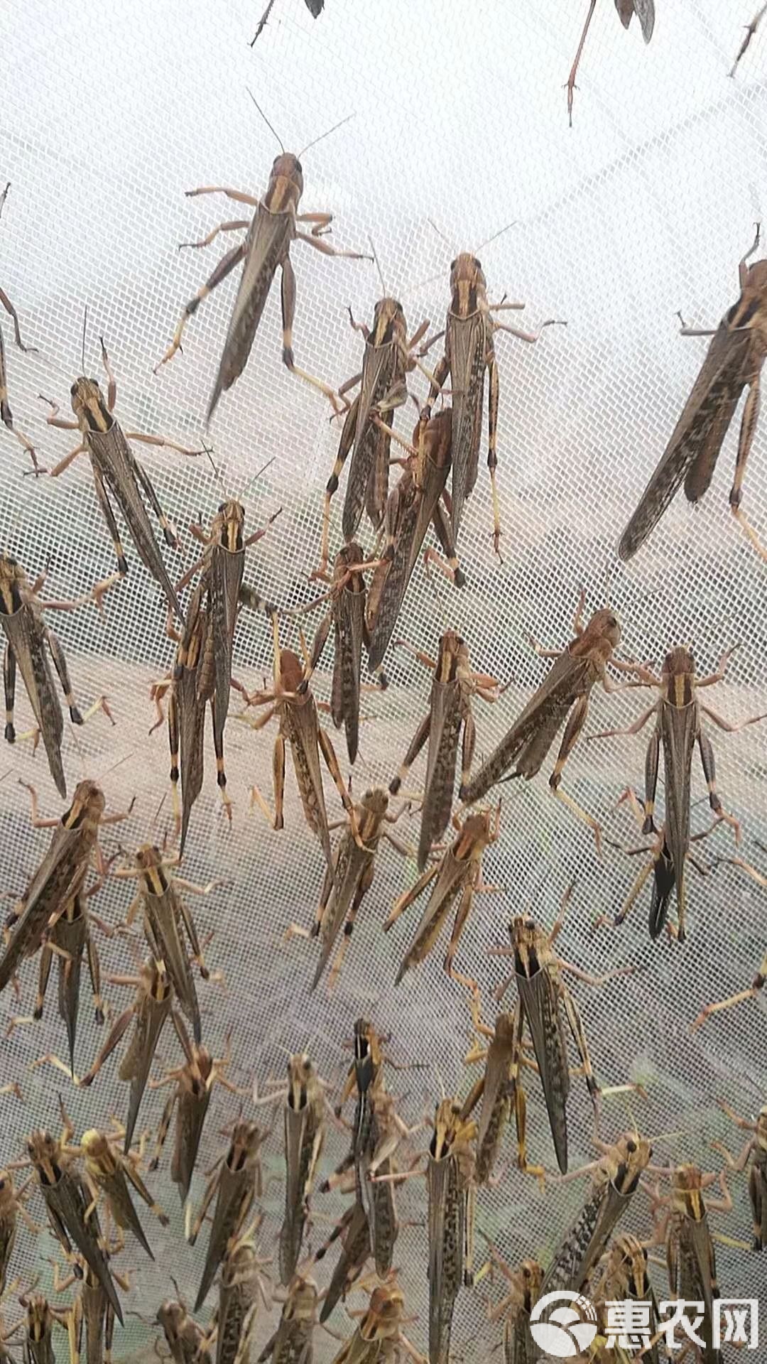 养一亩蚂蚱的利润,养殖蚂蚱多少钱一斤