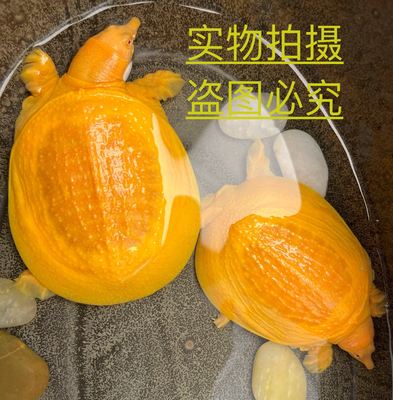 轻浮甲鱼,轻浮甲鱼图片