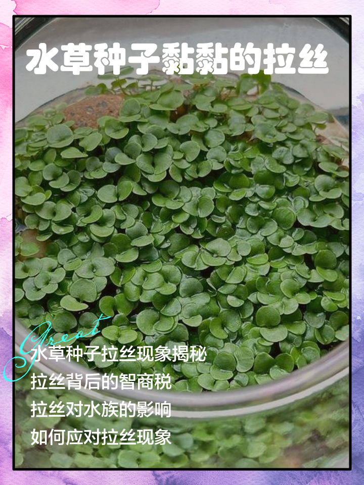 水草种子,为什么不建议买水草种子