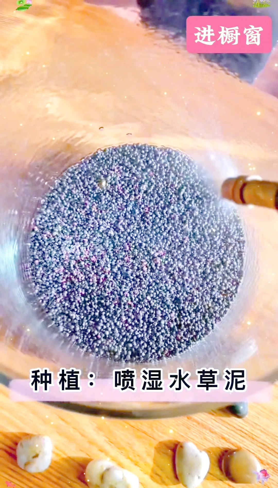 水草种子,为什么不建议买水草种子