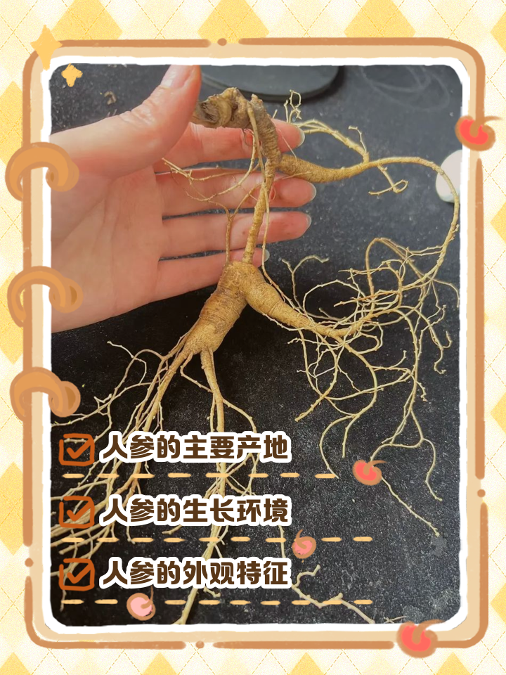 人参主要产地在哪里,人参产于哪个地方