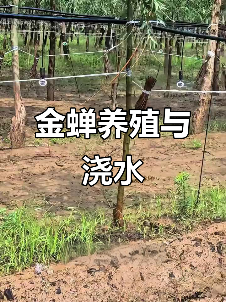 金蝉养殖一亩收多少钱,一亩大棚养殖金蝉利润