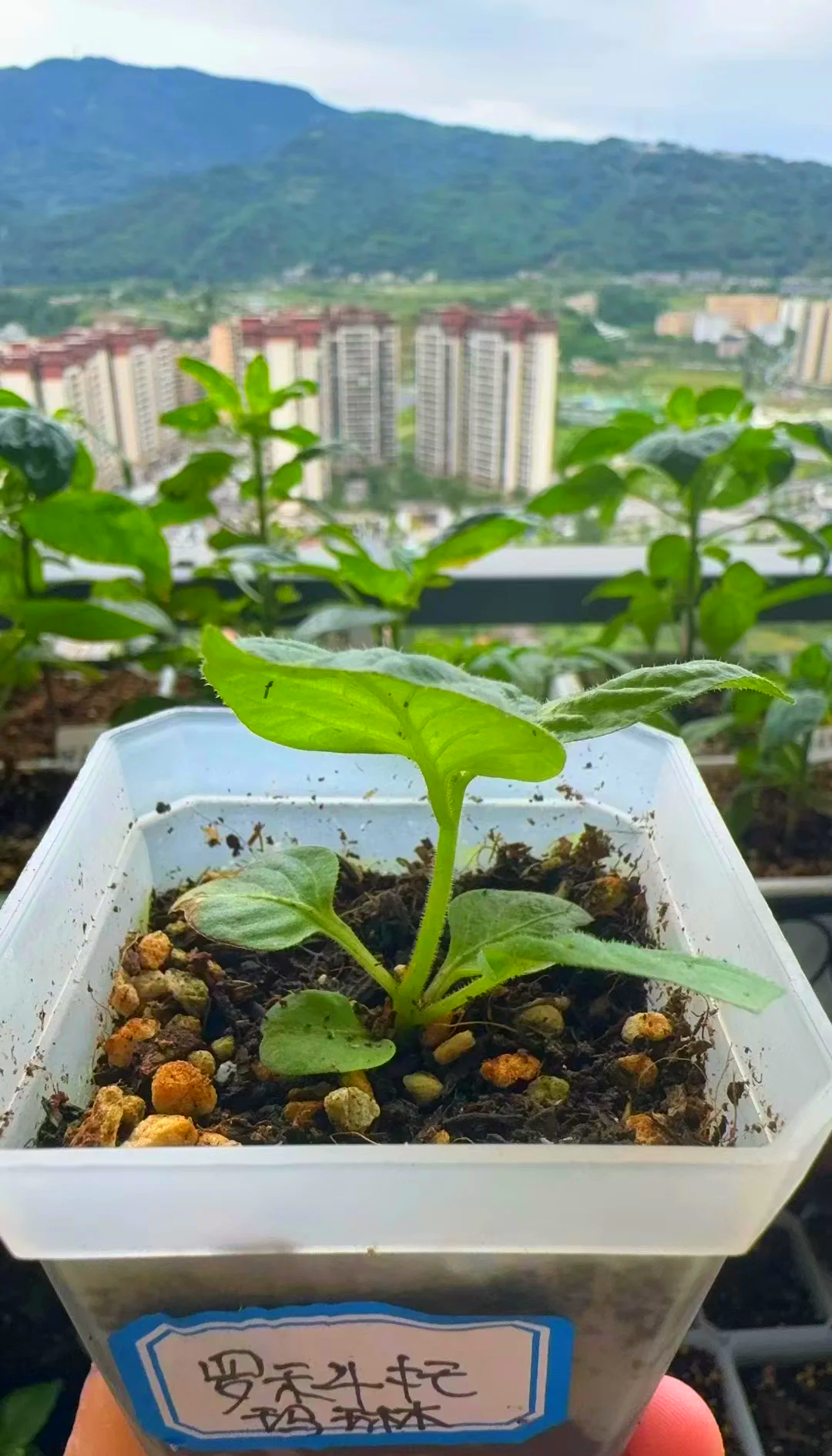 辣椒种子催芽方法,辣椒种子催芽方法有哪些