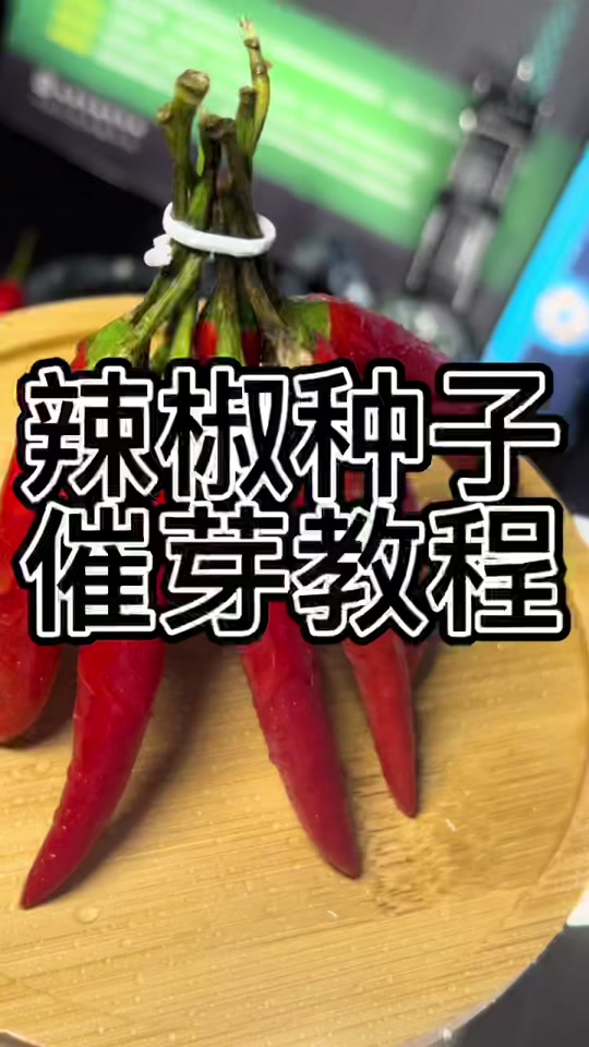 辣椒种子催芽方法,盆栽辣椒打叉掐尖图解
