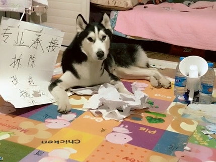 二哈拆家,二哈拆家视频