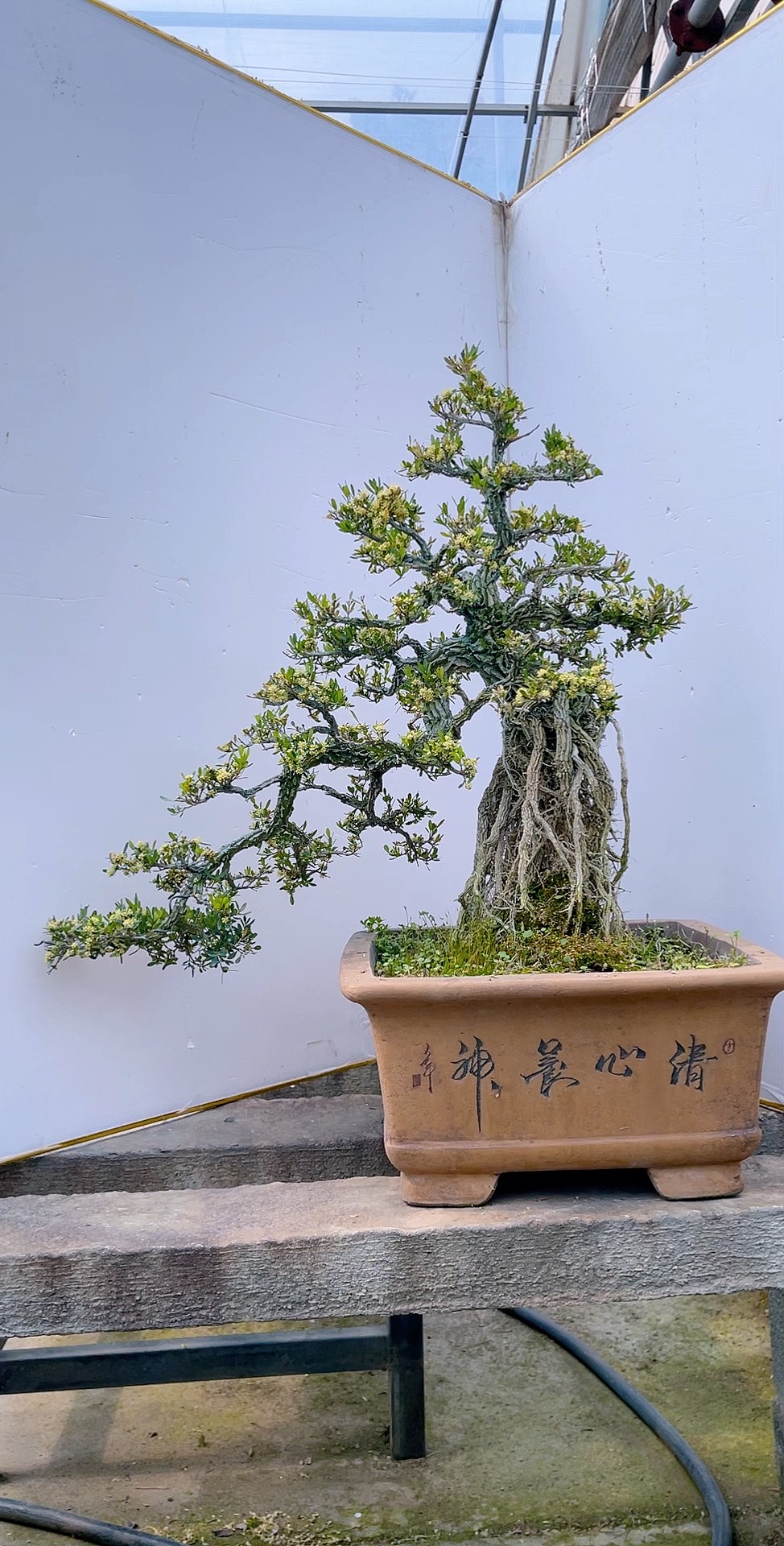 雀舌黄杨,最美的100盆黄杨盆景