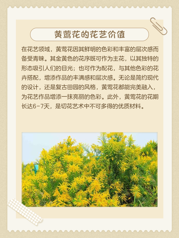 黄莺花,黄莺花图片