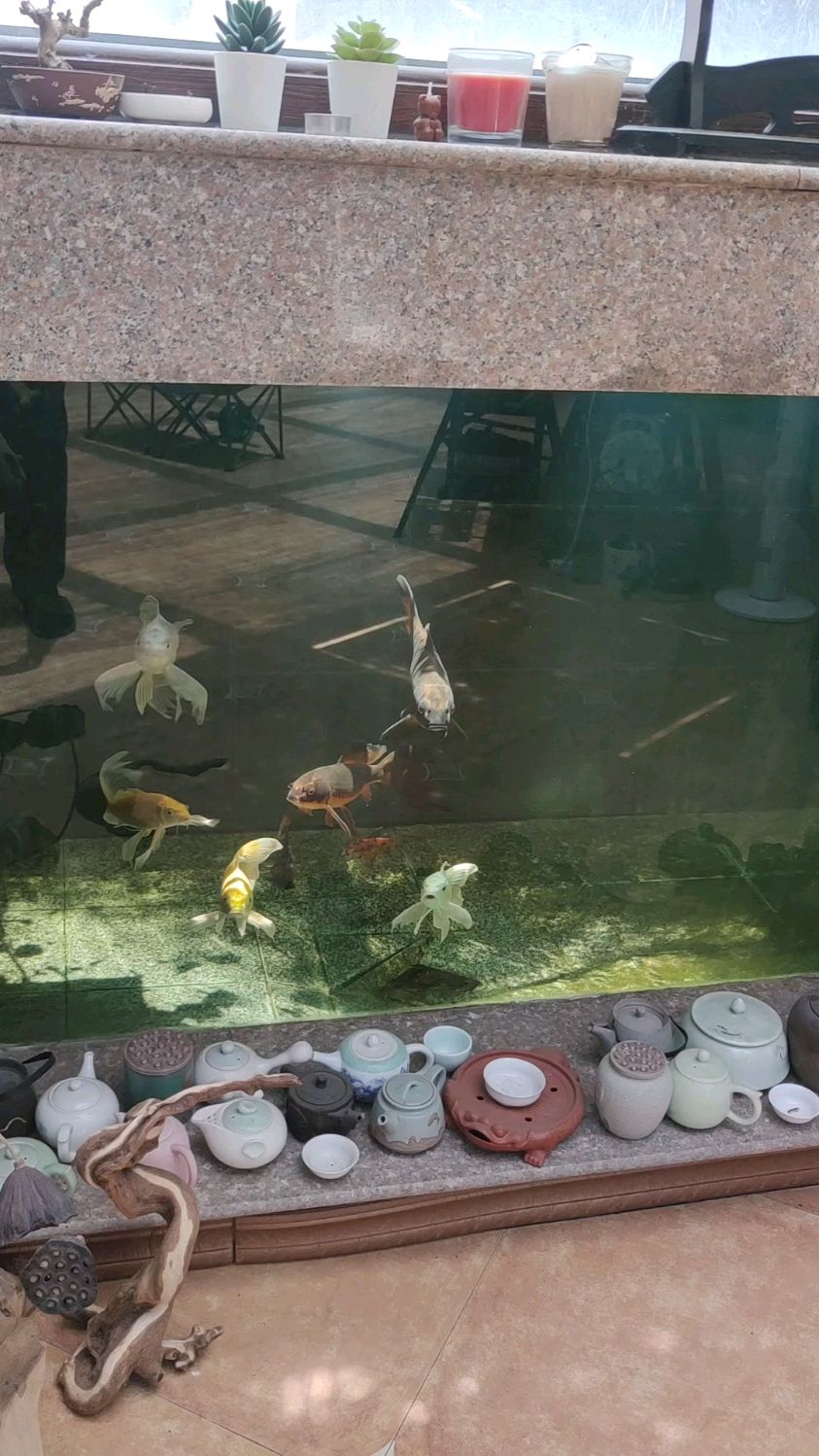 龙凤锦鲤,龙凤锦鲤多少钱一只