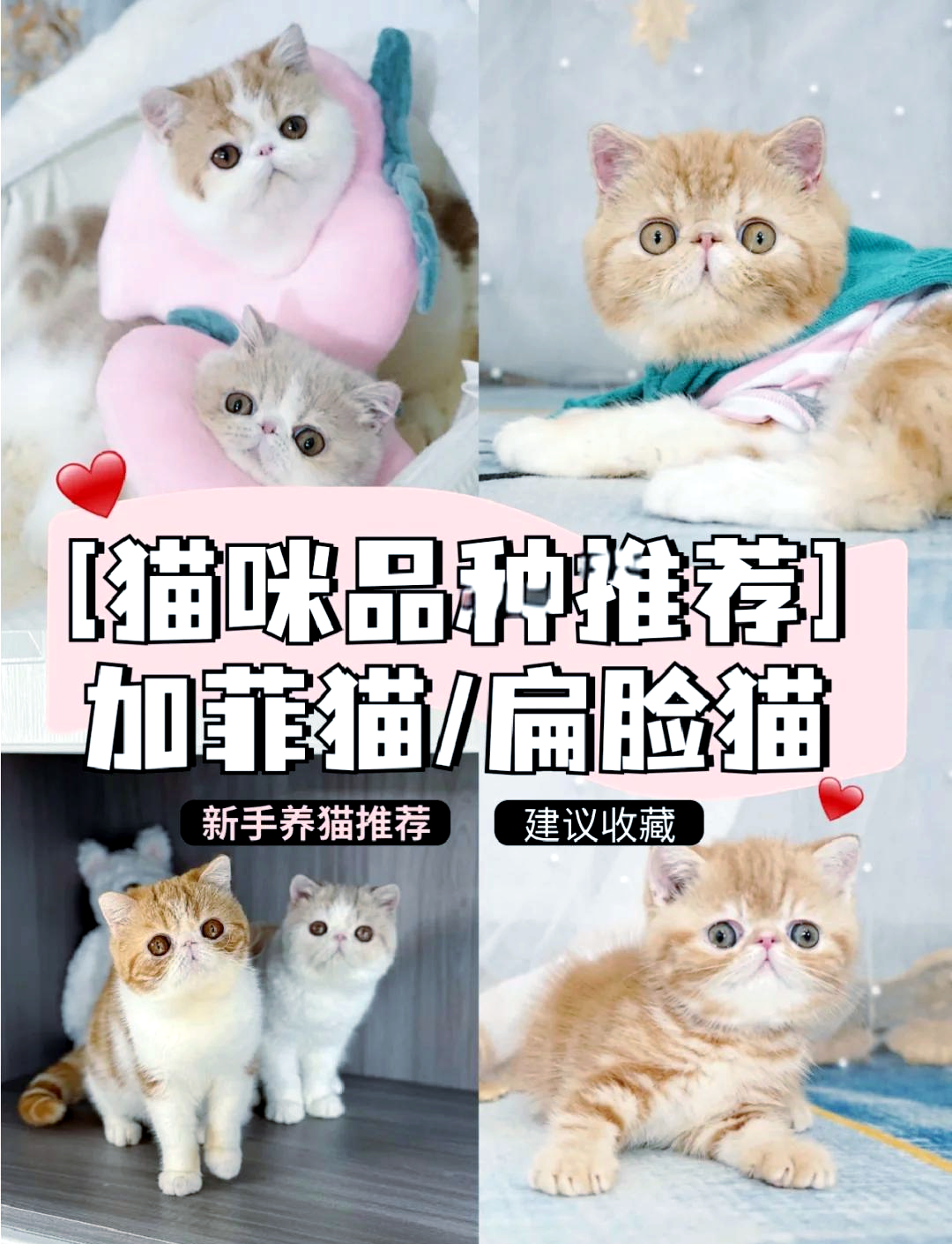 加菲猫为什么不能养,加菲猫的5大缺点
