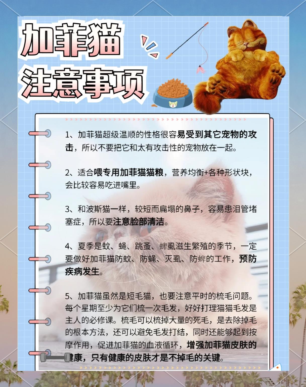 加菲猫为什么不能养,加菲猫的5大缺点