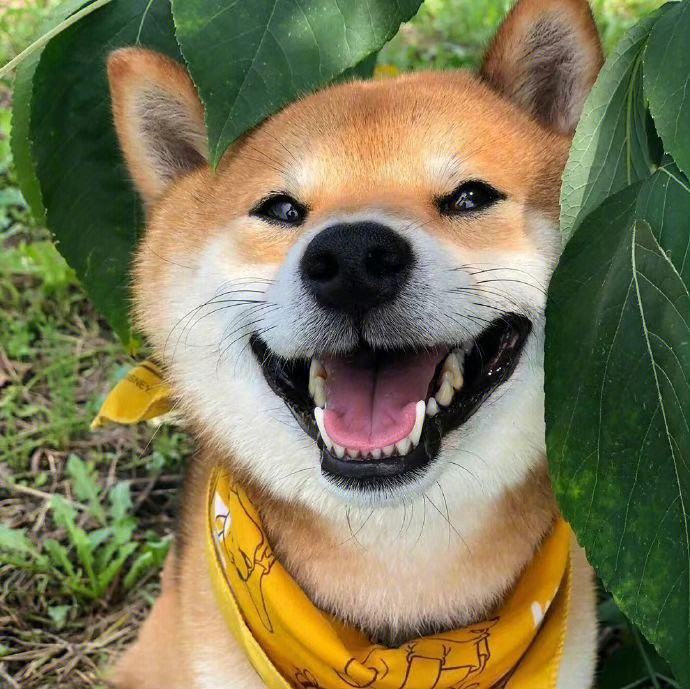 微笑柴犬图片,网红柴犬微笑图片