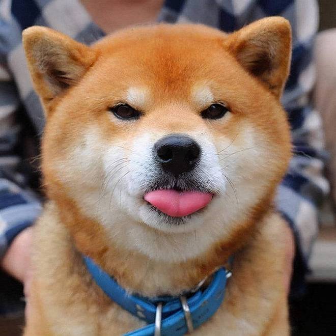 微笑柴犬图片,网红柴犬微笑图片