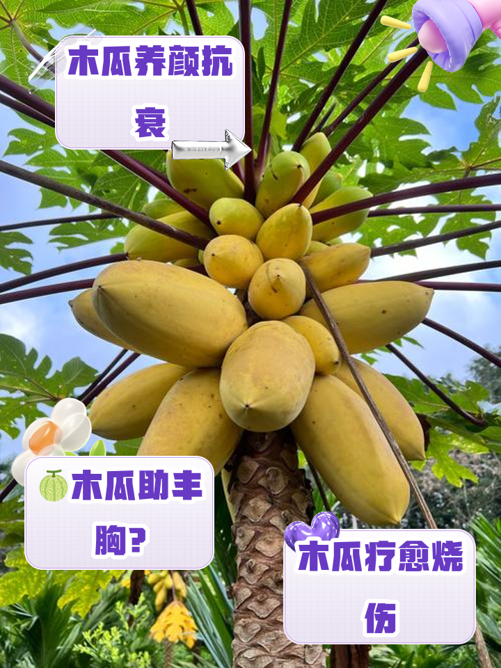 生吃木瓜,生吃木瓜有什么功效