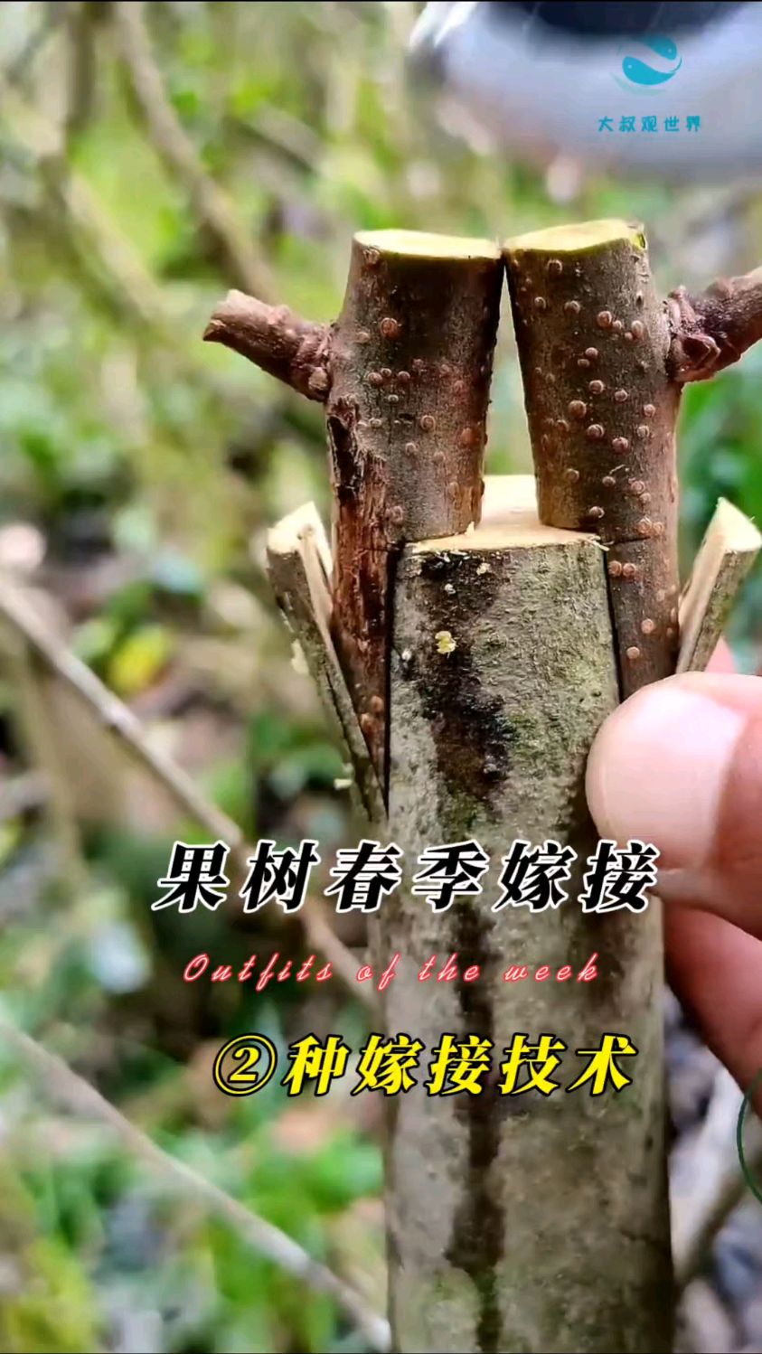 嫁接,嫁接树苗视频全过程