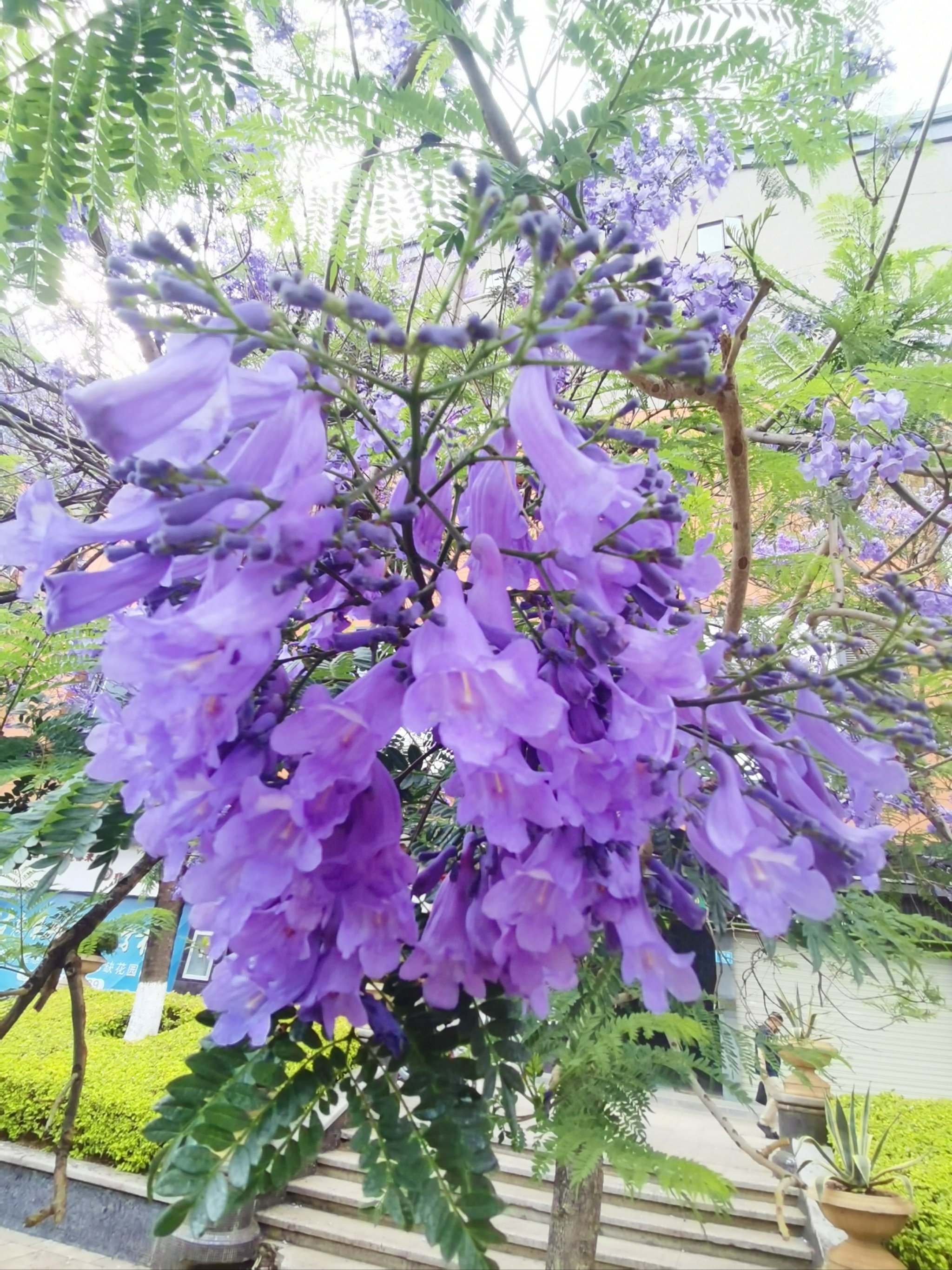蓝楹花花语,蓝楹花和蓝花楹区别