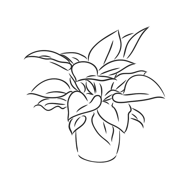 三叶草简笔画,三叶草简笔画简单又好看