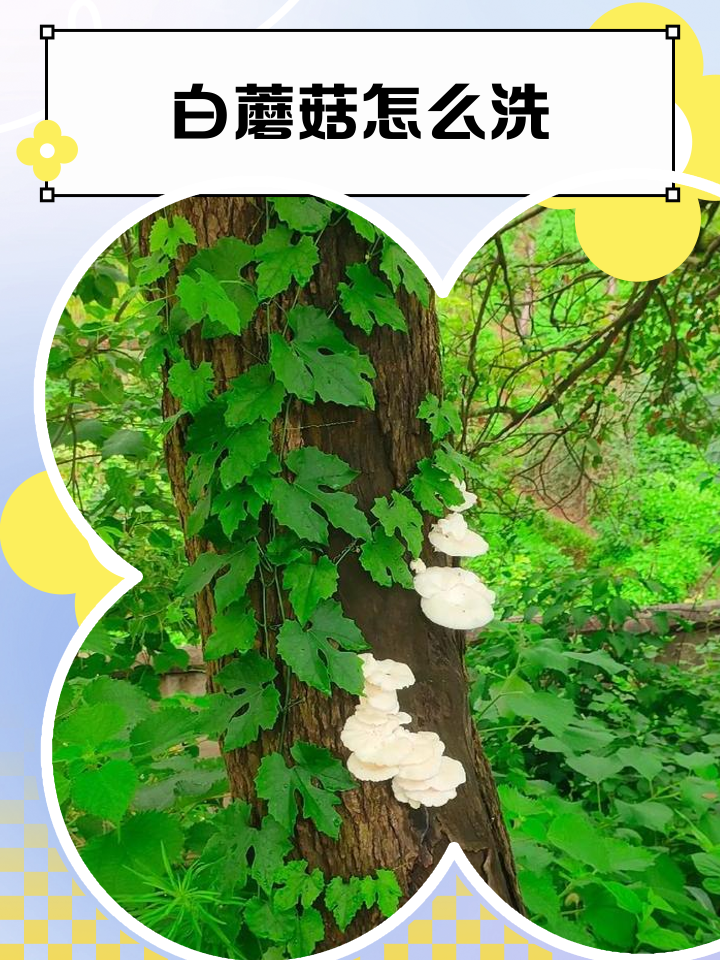 双孢蘑菇怎么清洗,野生菌怎么清洗最干净