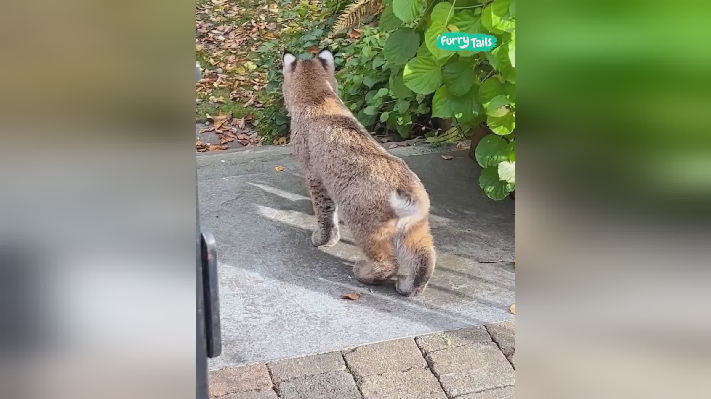 山猫,山猫全地形车