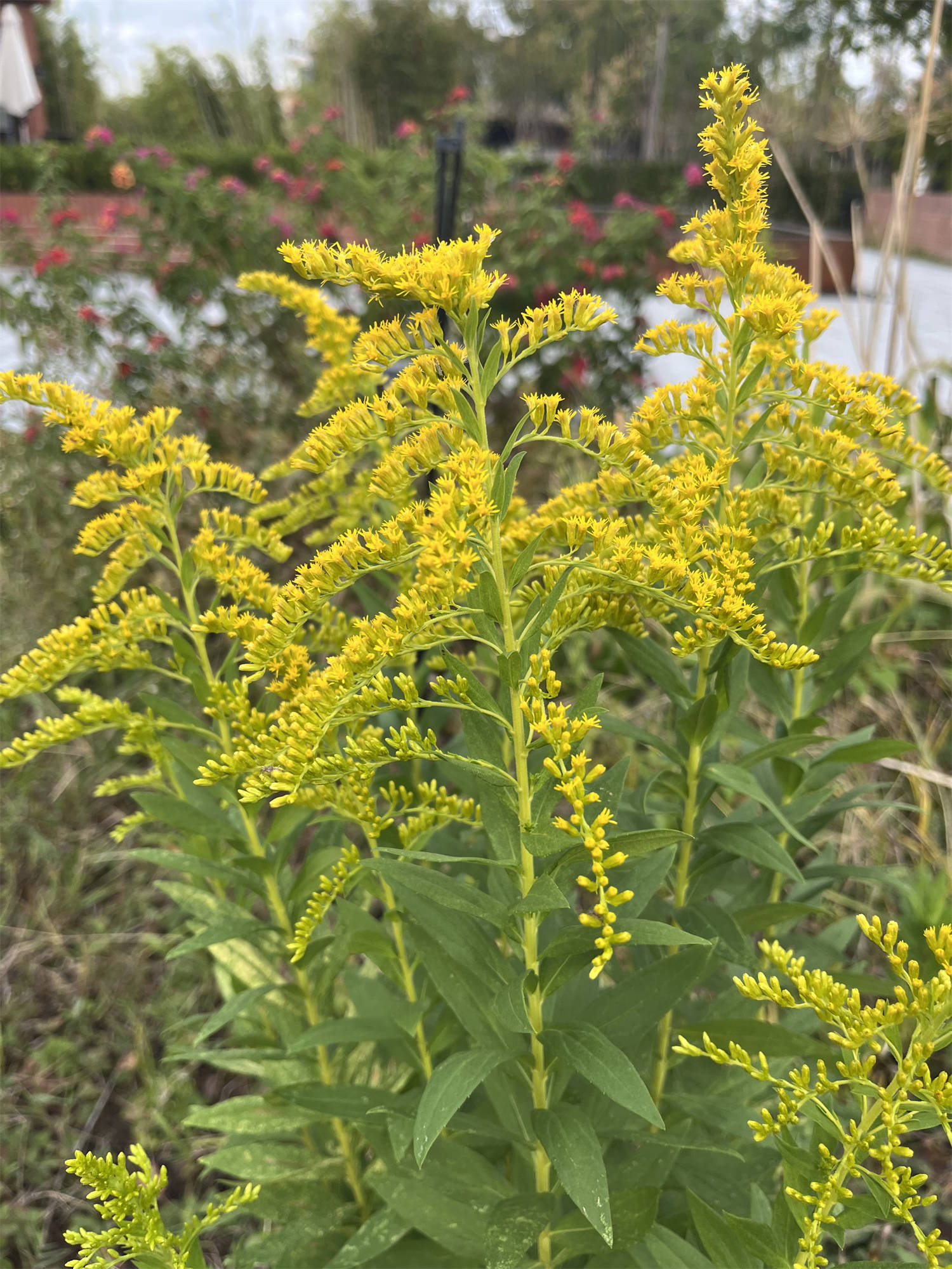 一人一花,一人一花原唱