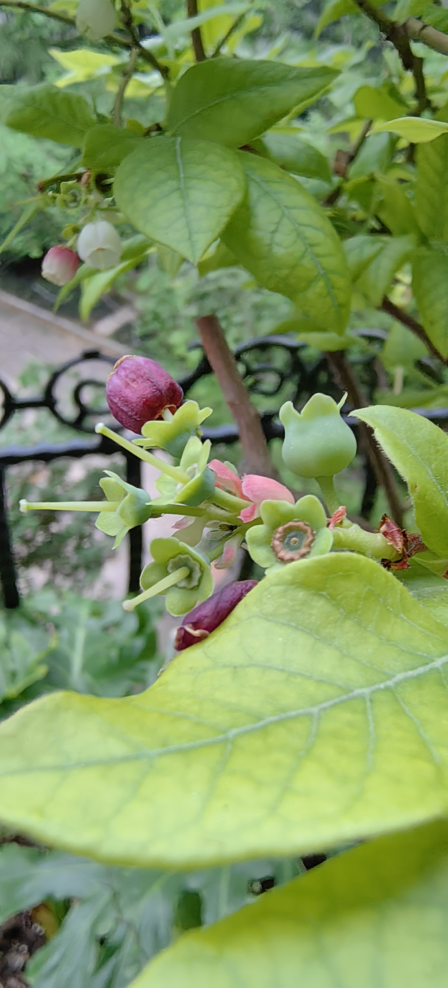 蓝莓花图片,蓝莓花图片开什么花