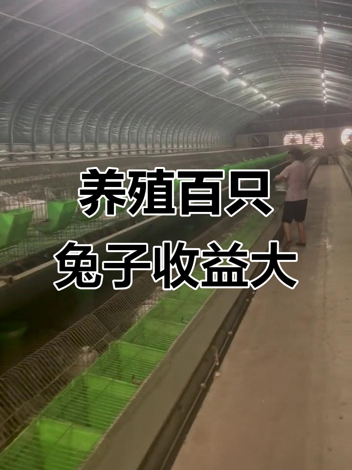 养500只兔子能赚多少,养500只兔子能赚多少钱一个月