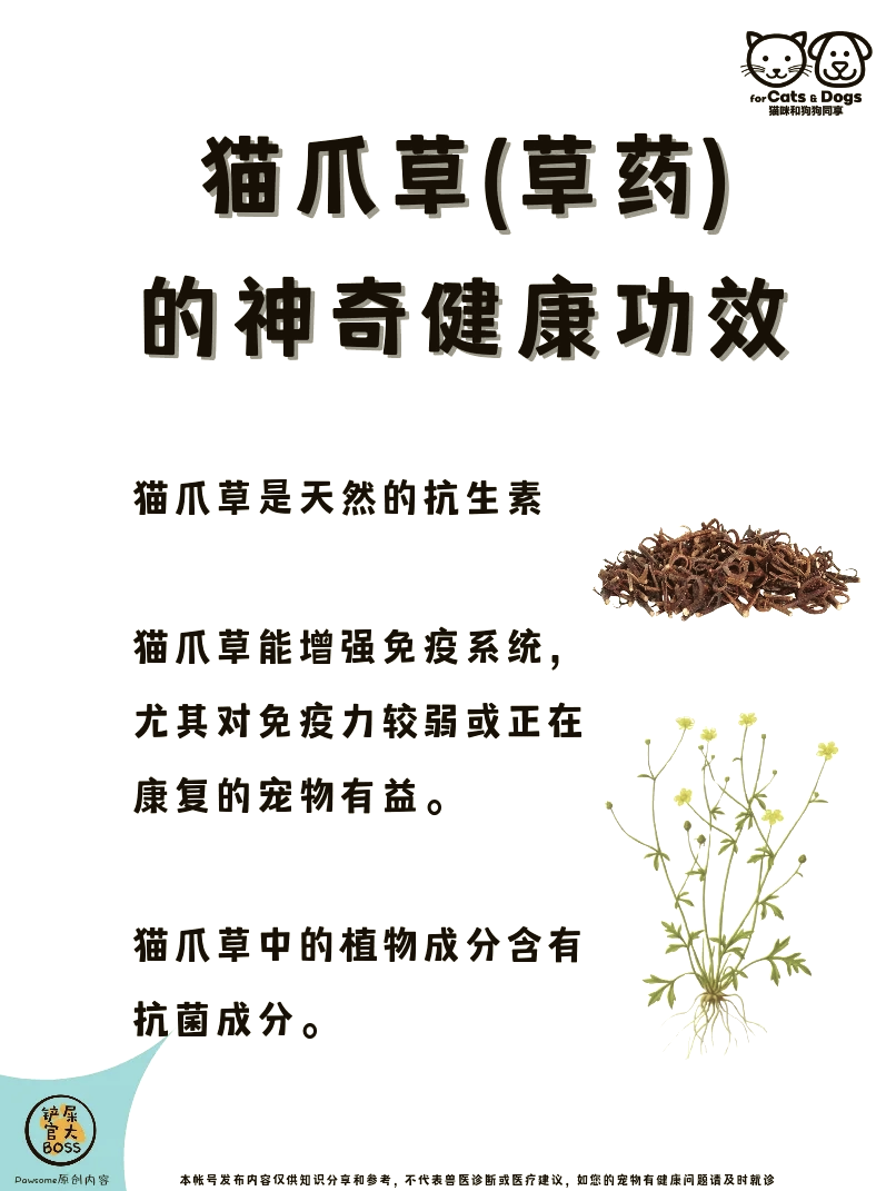 猫草的作用,猫咪吃猫草的作用和功效