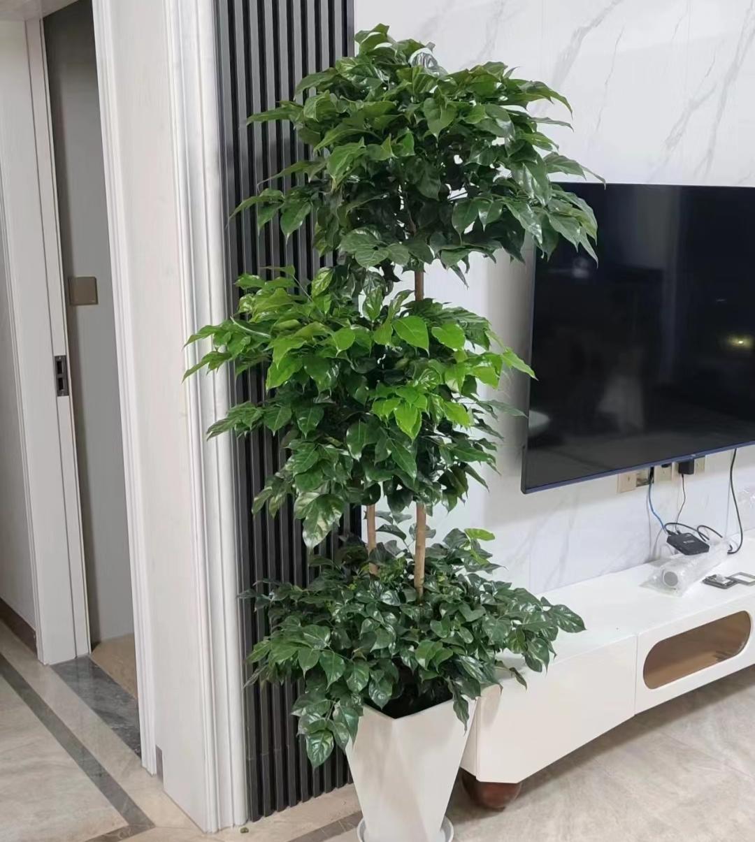 室内最好养的大型绿植,十大室内最好养活的绿植排行榜