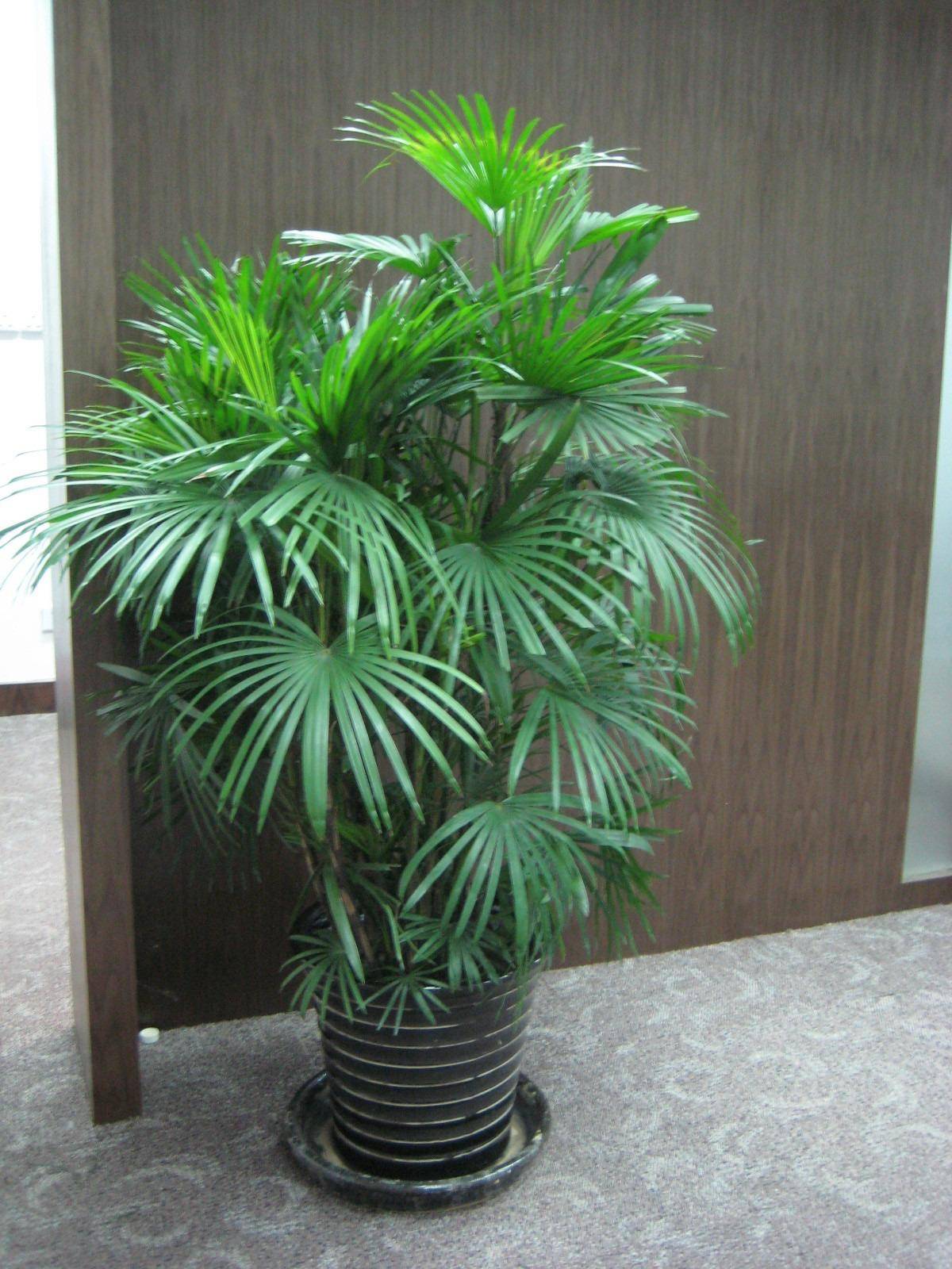 室内最好养的大型绿植,十大室内最好养活的绿植排行榜