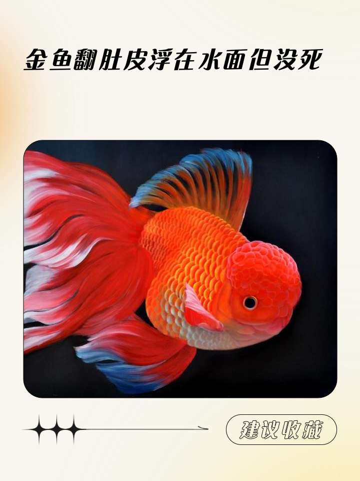 金鱼缺氧怎么办,金鱼缺氧的表现与症状