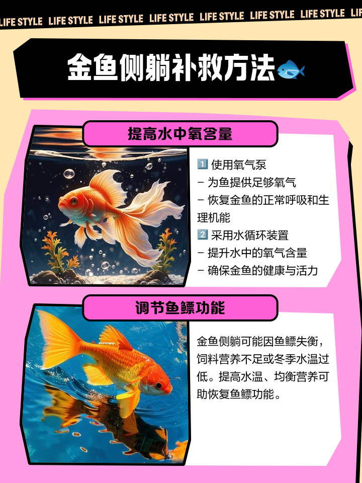 金鱼缺氧怎么办,金鱼缺氧的表现与症状