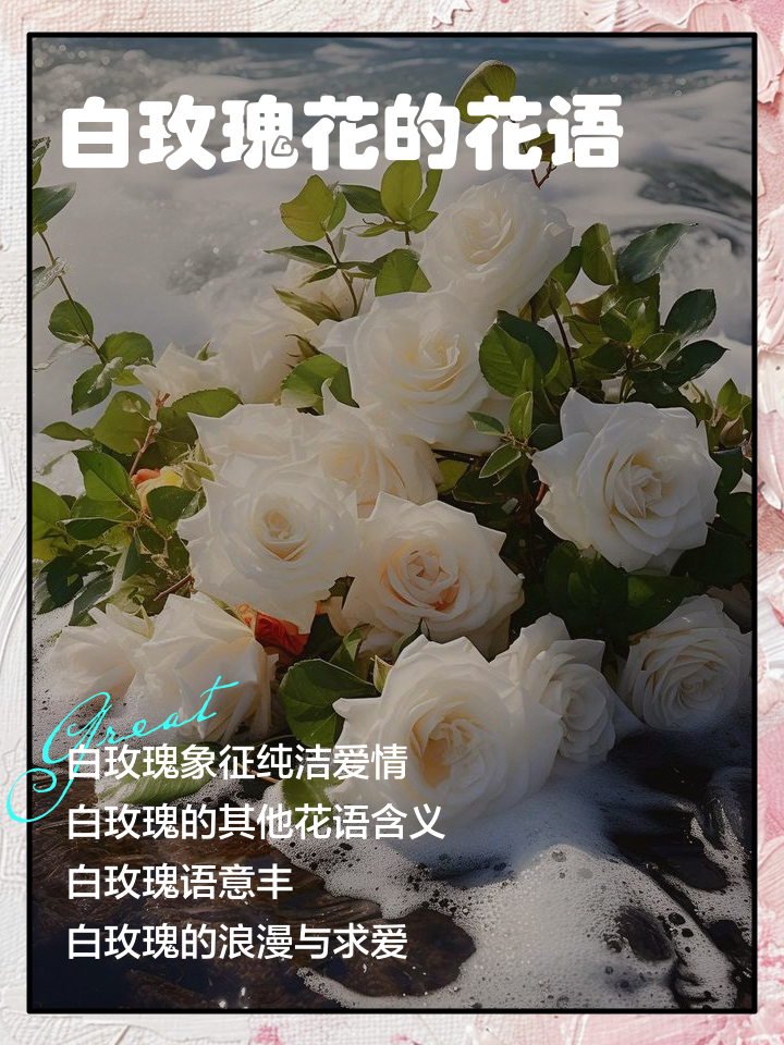 白玫瑰歌词含义,白玫瑰歌曲表达了什么