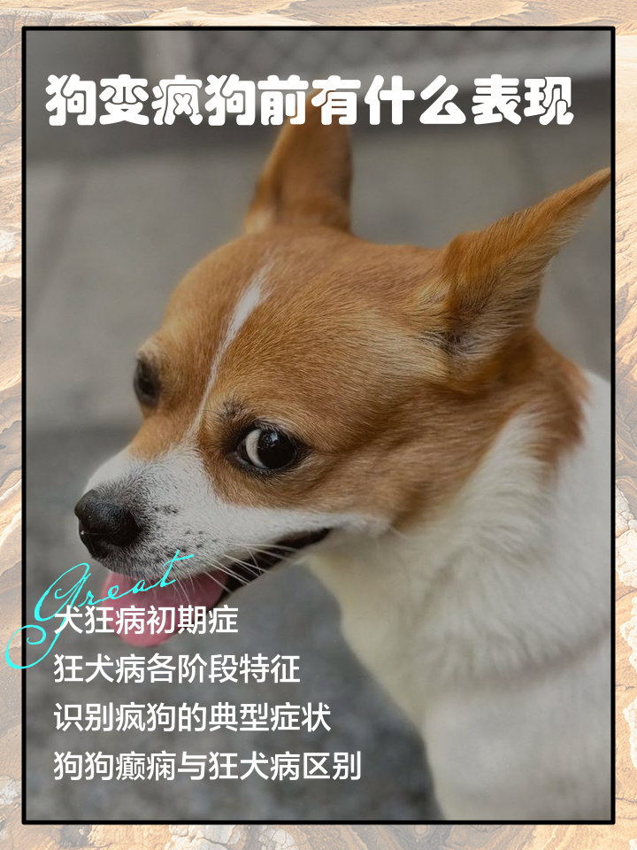 吃疯狗肉会得狂犬病吗,央视辟谣狗咬人得狂犬病