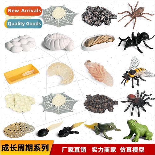 turtle,turtle属于什么动物