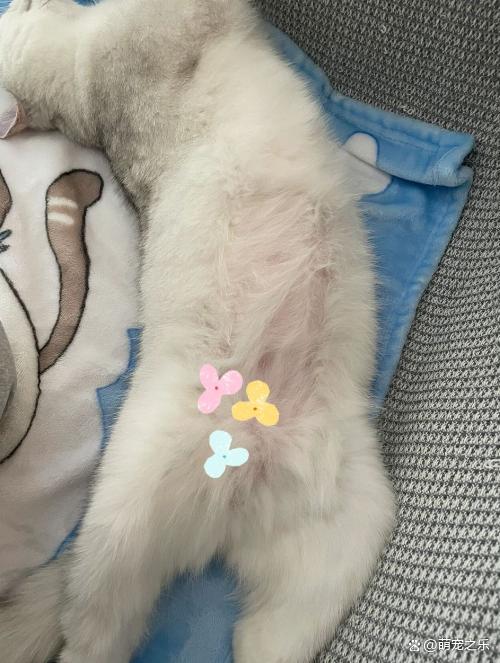 猫咪腹部积水症状图,猫咪腹部积水怎么办