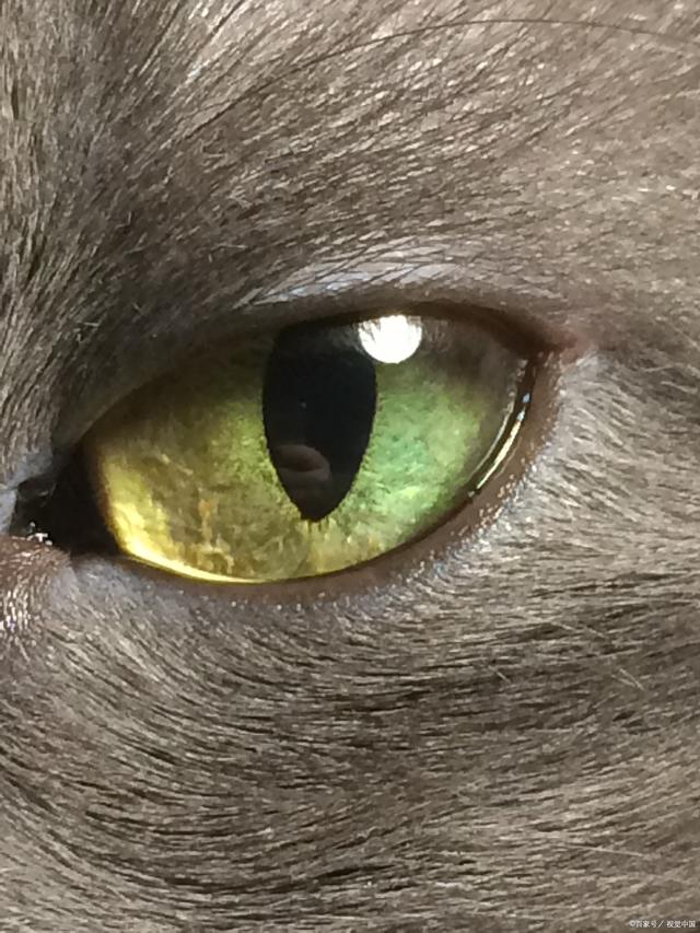 猫的眼睛,猫的眼睛为什么会发光