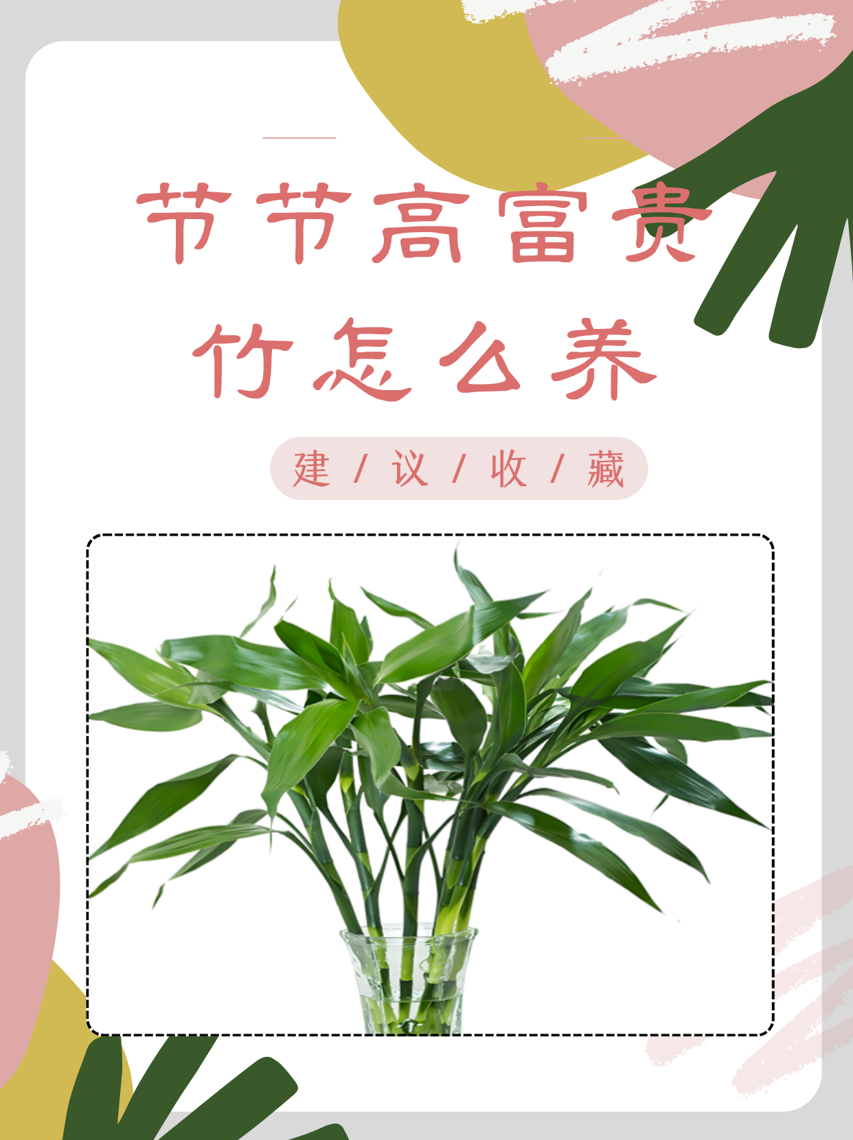 富贵竹怎么养才能更旺盛,富贵竹怎么养才能更旺盛施什么肥
